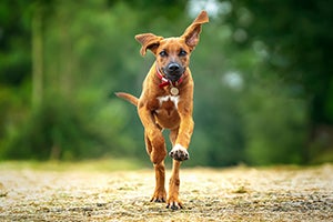 Rhodesian Ridgeback running outside