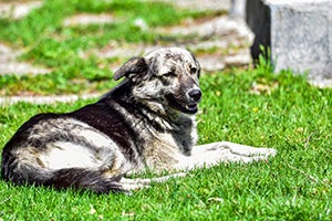 romanian carpathian laying in the grass