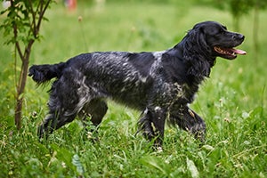 Russian Spaniel