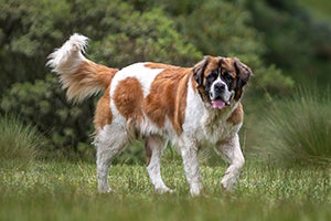 Saint Bernard