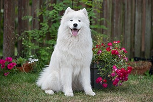 Samoyed