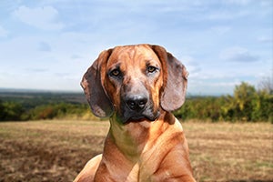 Bavarian Mountain Scent Hound dog is sitting on a meadow