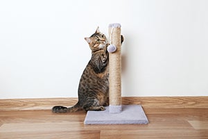 striped cat using a scratching post