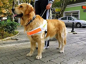 service dog leading owner on street