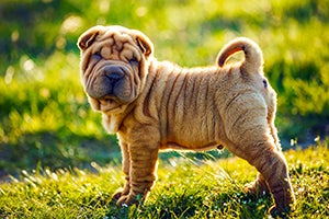 Shar Pei