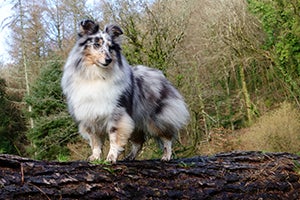 Shetland Sheepdog perched on a large fallen tree