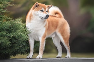 Shiba Inu