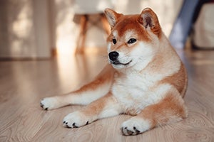 Shiba Inu laying on wood floor