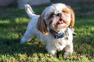 Shih Tzu