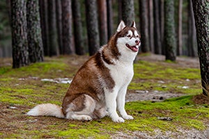 Siberian Husky