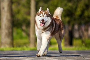 Siberian husky running outside