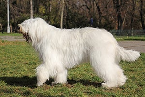 South Russian Ovcharka