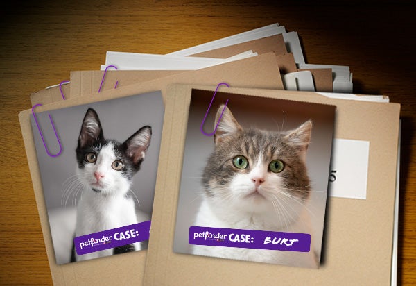 Cat case files with photos of two cats
