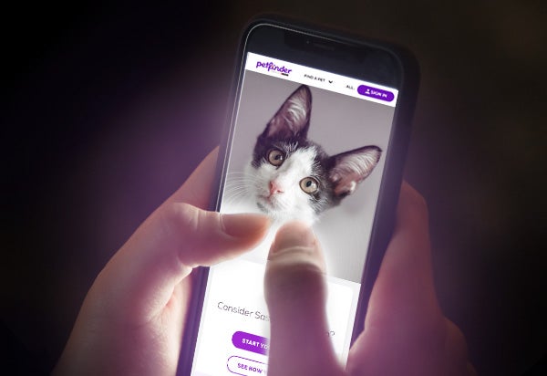Browsing a cat profile on the Petfinder app