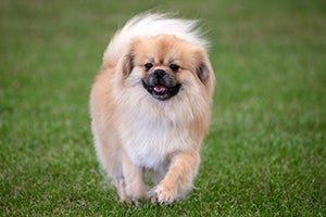 Tibetan Spaniel