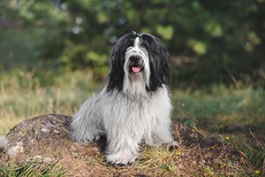 Tibetan Terrier