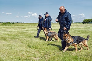 german shepherd dogs training in the field