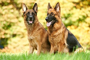 two shepherd dogs sitting in grass