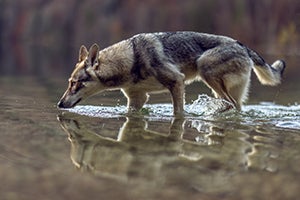 Wolf hybrid wading in river