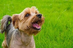 yorkshire terrier outside in grass