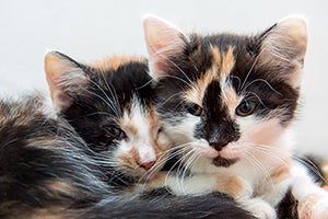 two calico cats