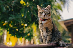 cat wearing well-fitting breakaway collar