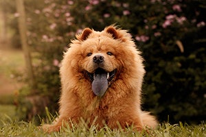 chow chow laying in grass