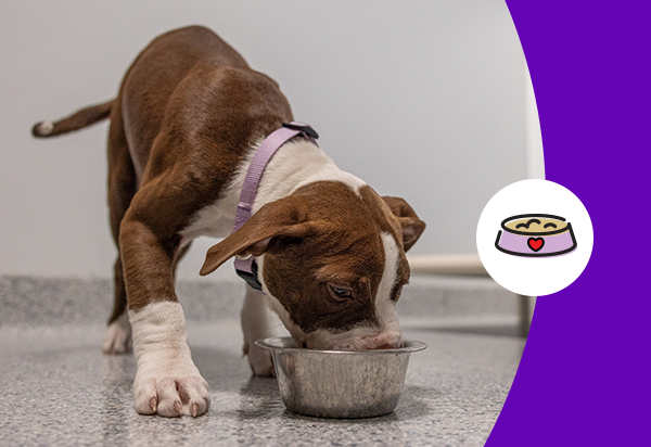 brown and white puppy eating from bowl