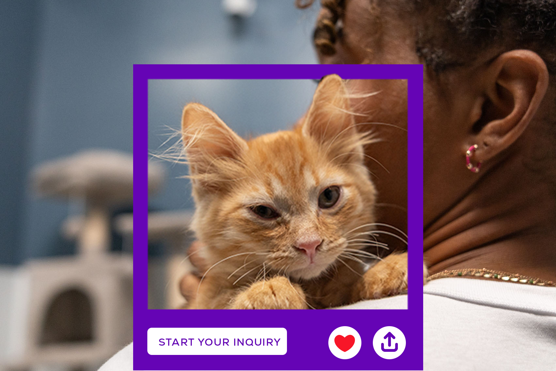 Orange tabby kitten looking over womans shoulder