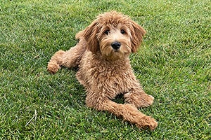 Goldendoodle laying in grass