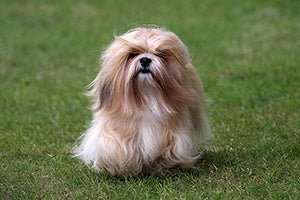 teddy bear dog with long groomed hair