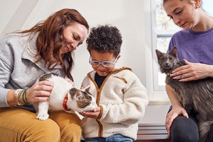 multiple cats with different collars and/or tags
