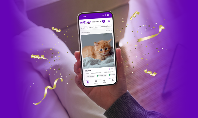 Someone searching Petfinder for a orange tabby kitten on their mobile phone