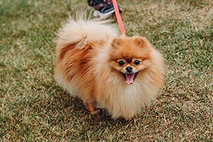 Pomeranian on leash with person