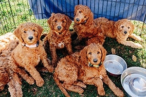several teddy bear dogs