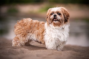 Shih Tzu standing in sand