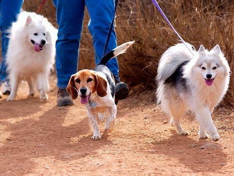 local shelter  dogs