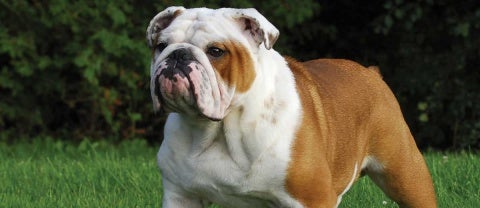 English Bull Dog & Puppy Breed and Adoption Info | Petfinder