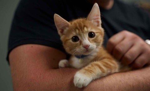 Yellow Kitten being held.