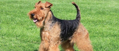 Welsh Terrier Card Large ?itok=sRxhsF1v
